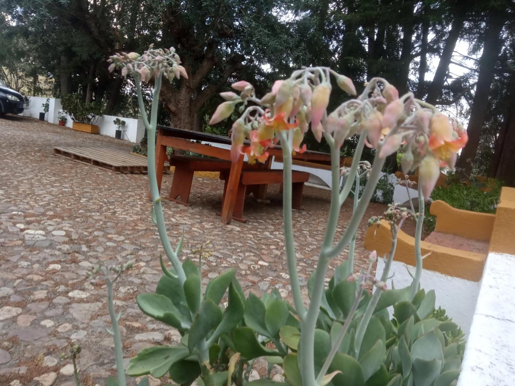 Monte Da Samarra Villa Aviz Luaran gambar